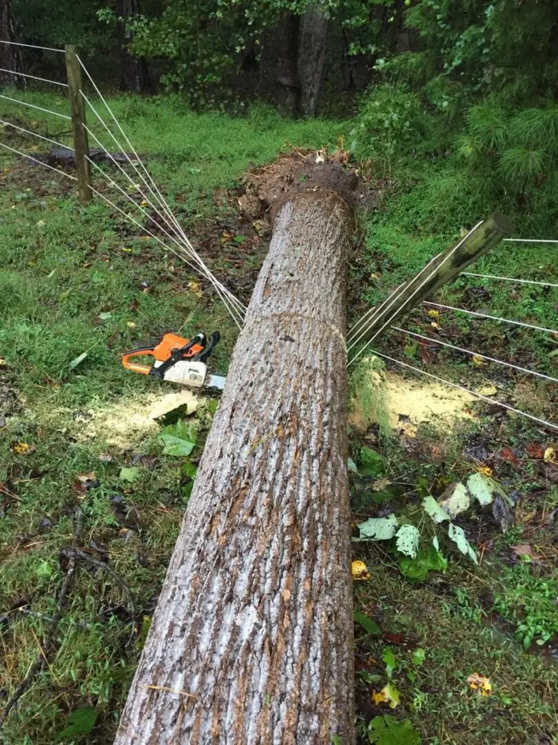 A Fallen Tree Over Fence