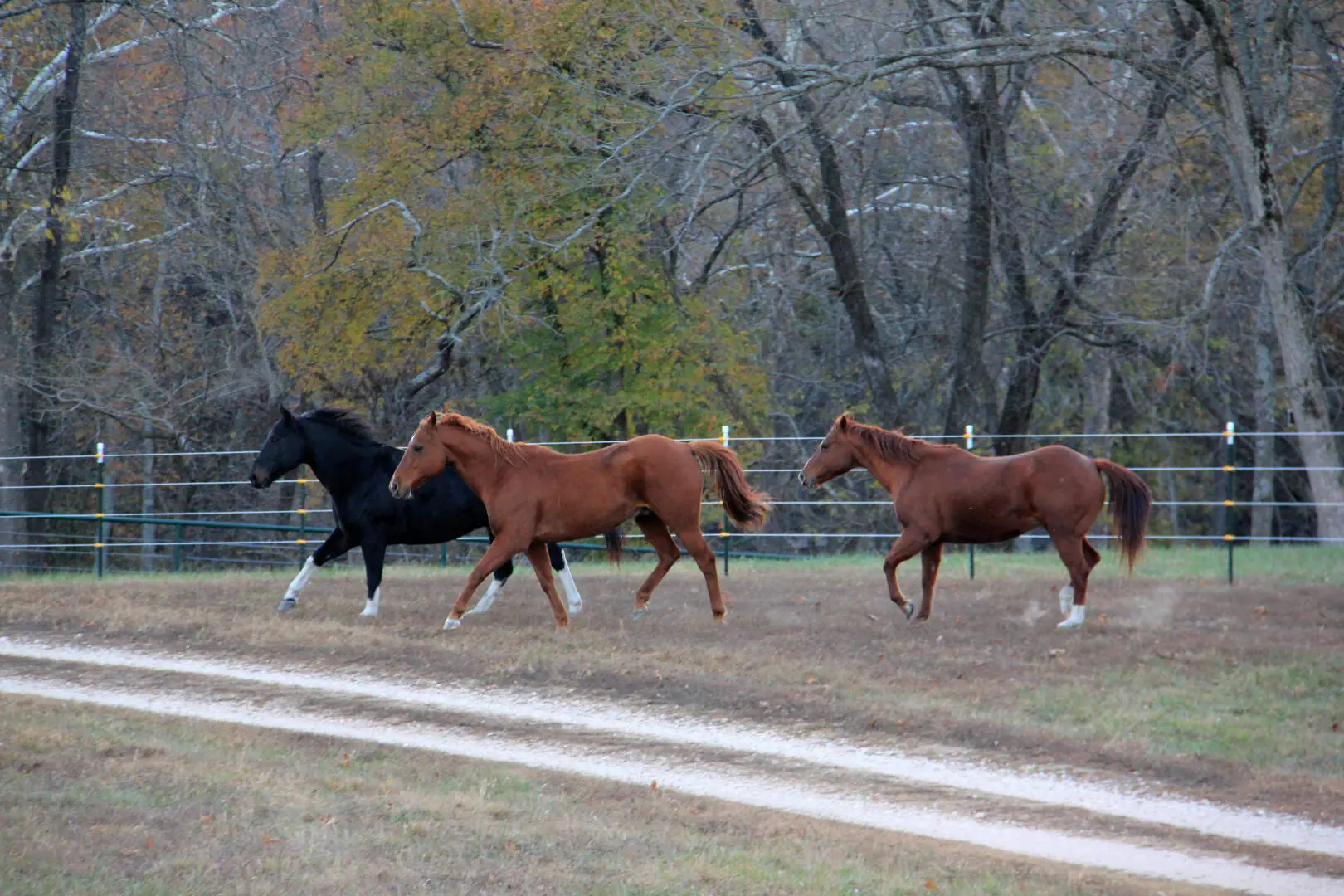 Three Horses Walking and Running