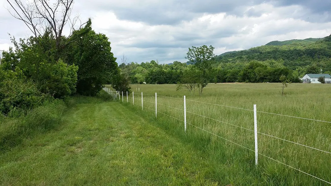 Dense Vegetation on Mountain and Near Fence