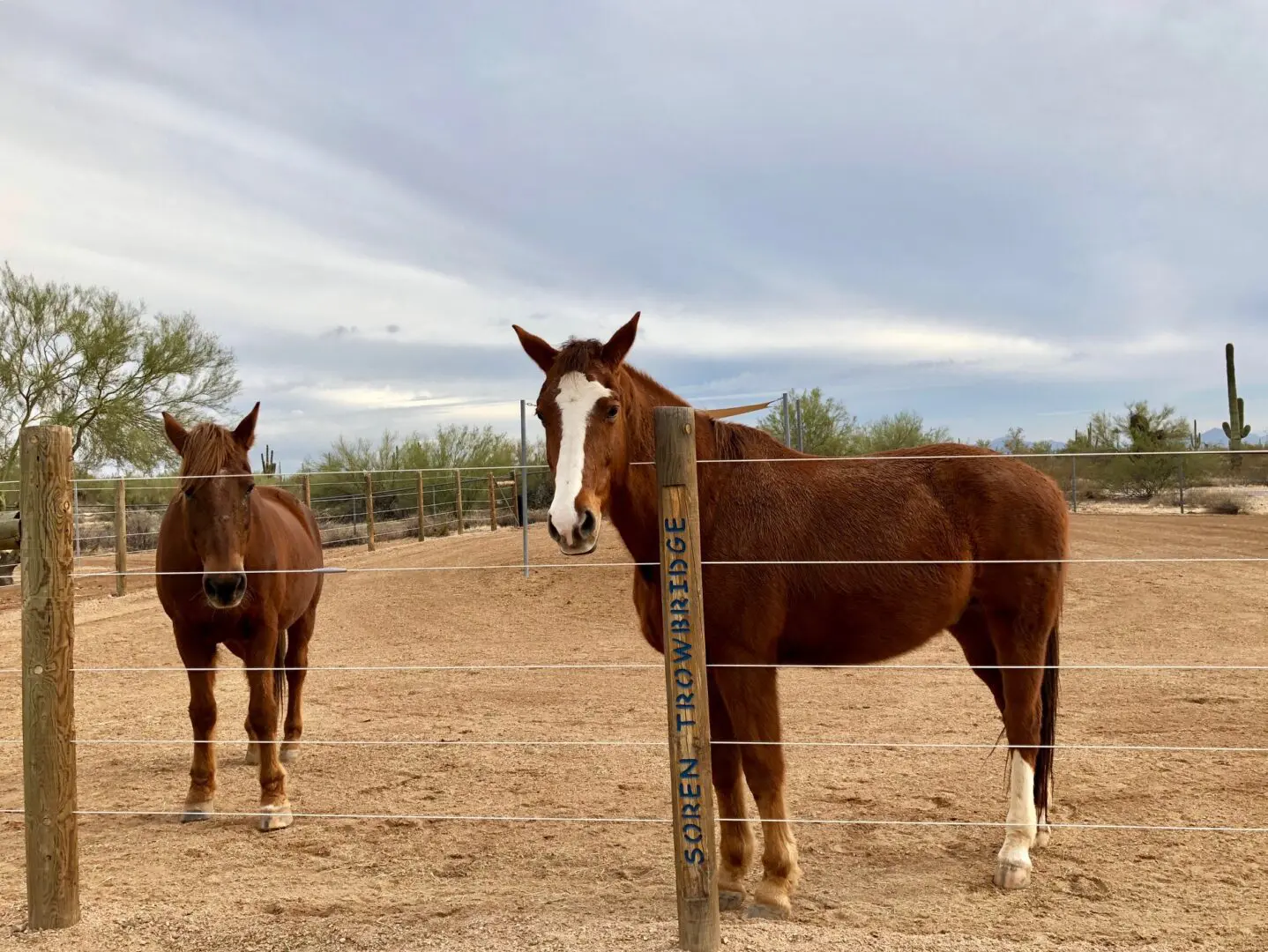 Soren Trowbridge, Two Horses, and Fence