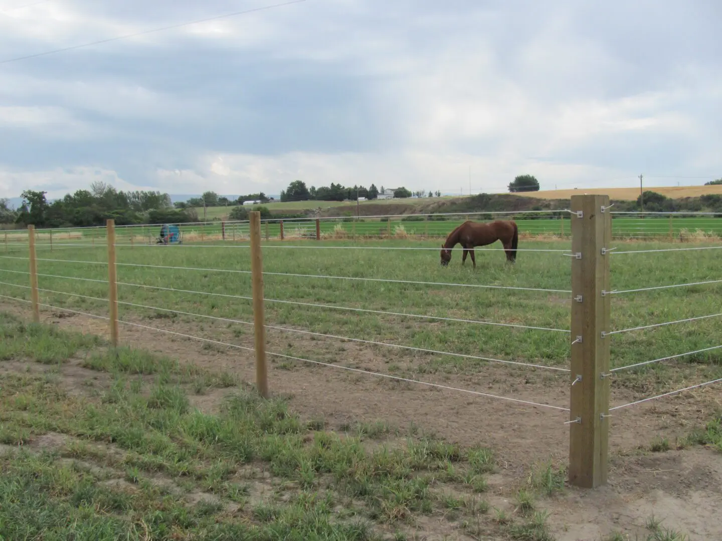 A Horse Grazing Gree Grass Inside Fence