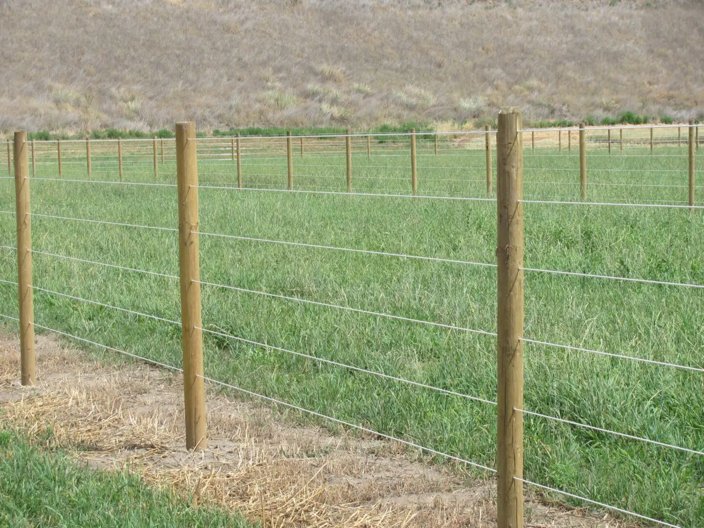 Several Fence Structures, Vegetation Inside