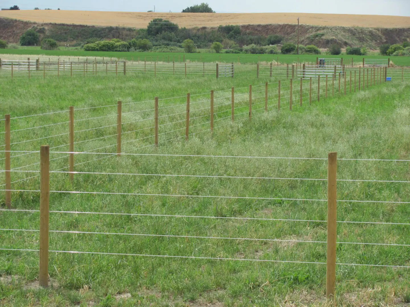 Green Grassland with Several Fences