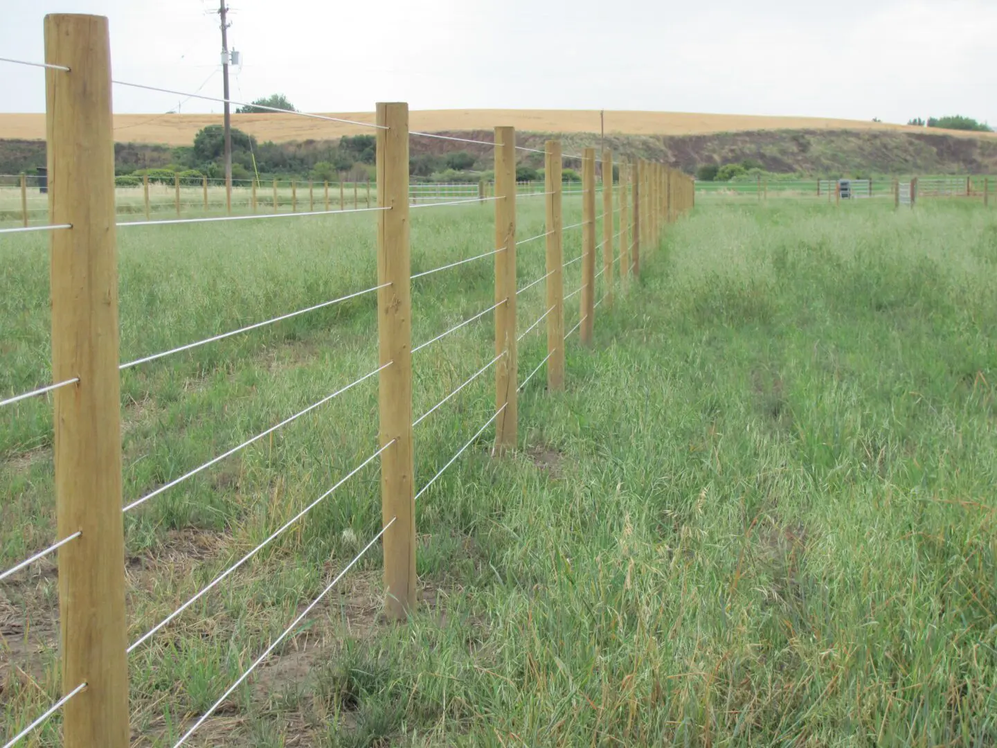 Fence Made of Wood and Wire, Large Grasses