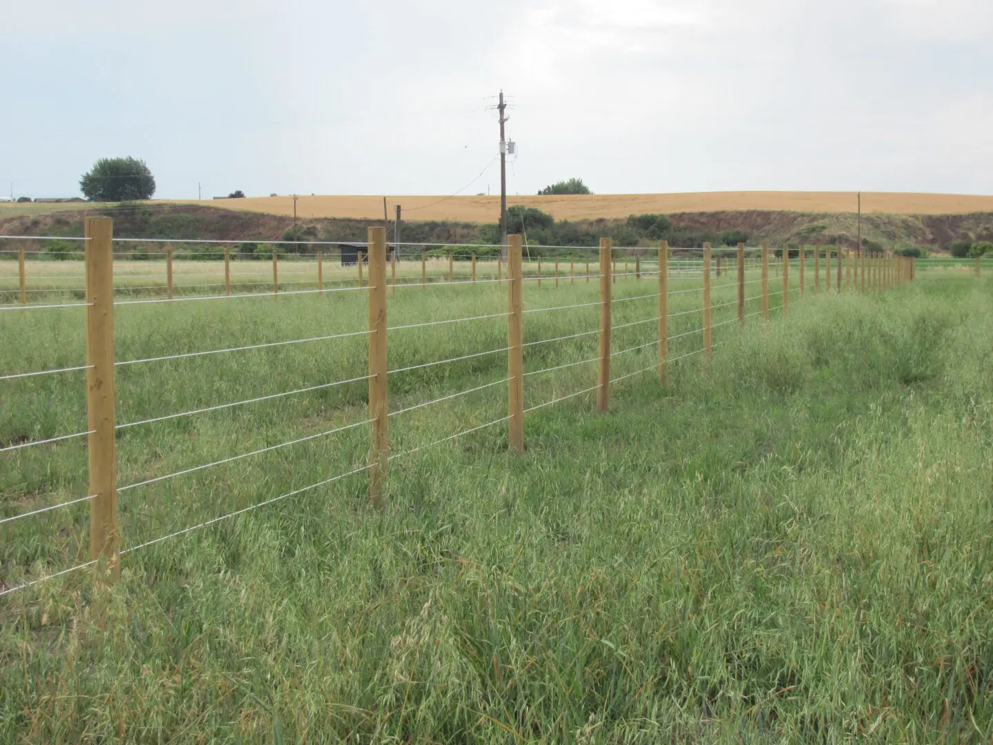 Fence and Large Green Grasses