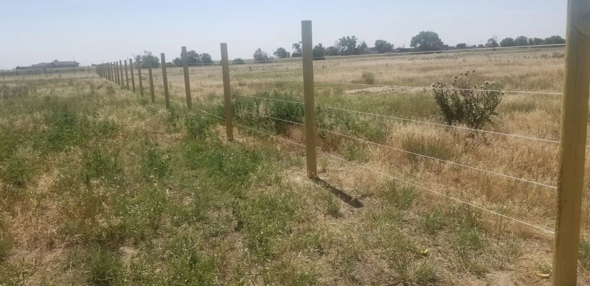 Shrubs and Grassland Inside Stable for Horse