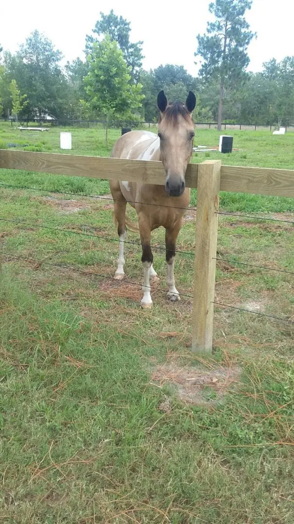 A Horse with Head Upside Fence