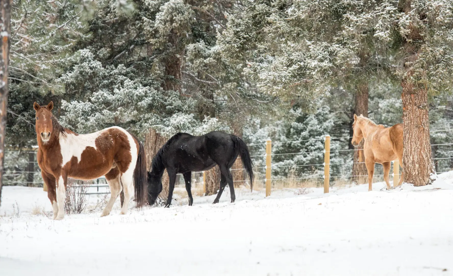 Horses and Snow inside Fence