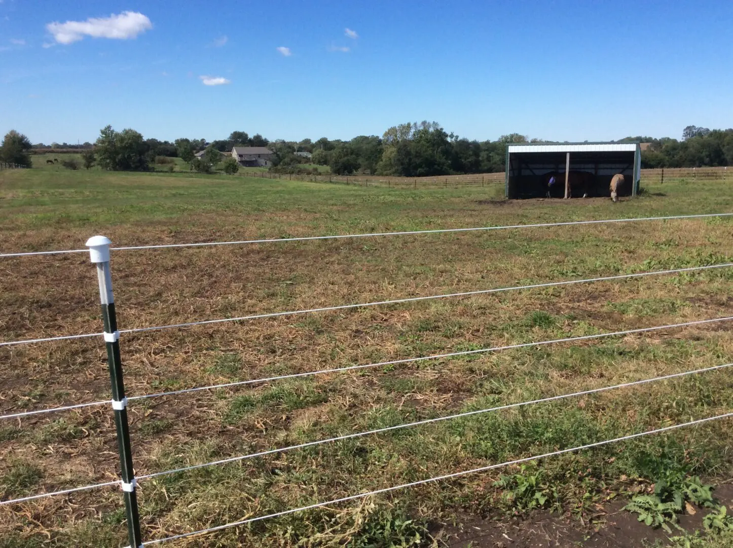 Horse Inside Shade, Fenced Perimeter