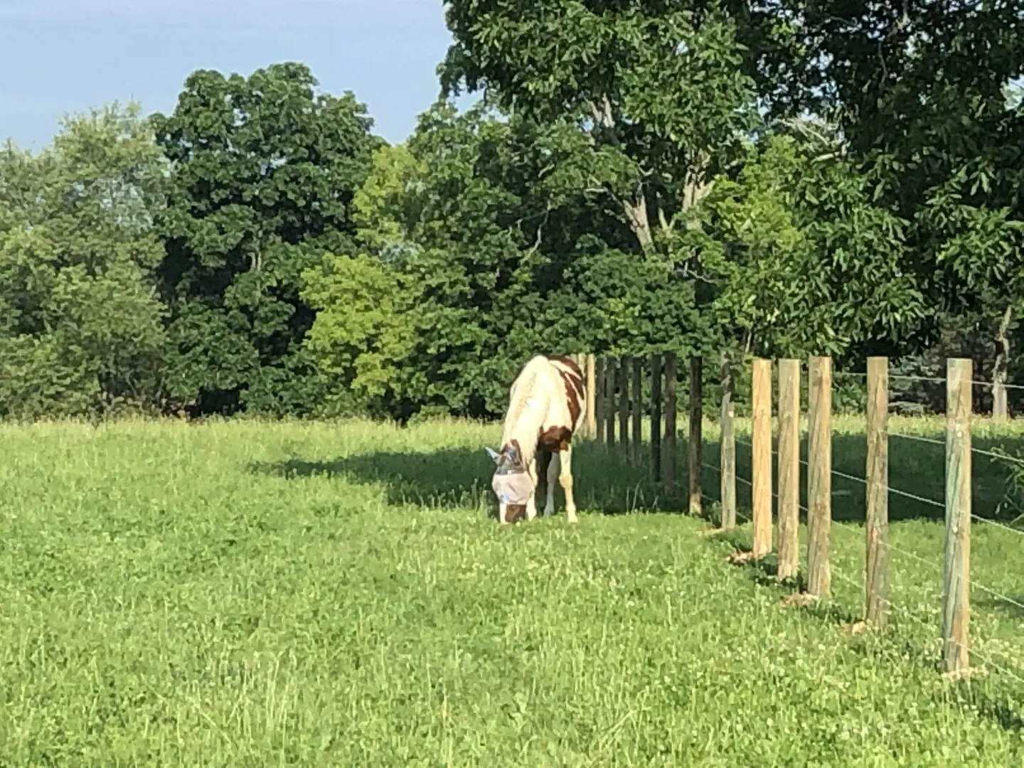 A Dualcolor Horse Grazing inside Fence