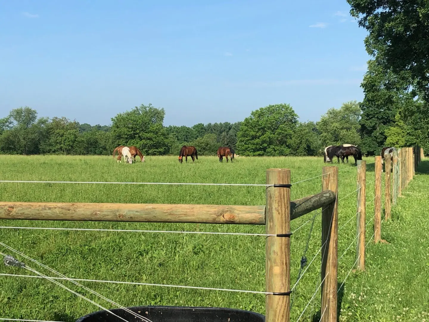 Group of Horses Inside Fence