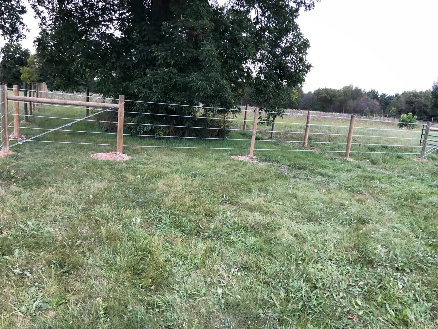 Fence Around a Big Tree