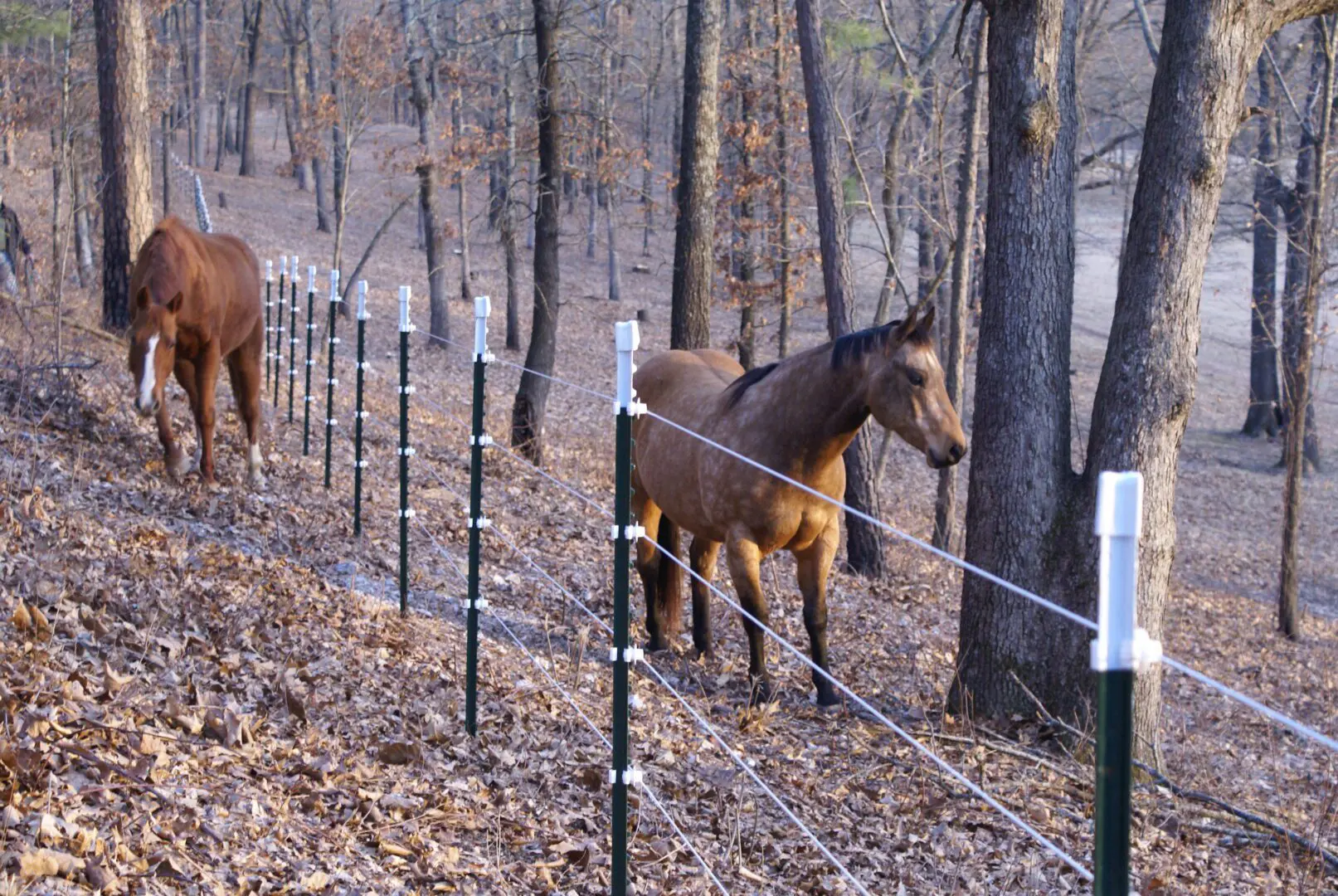 Horses in Forest, Leslie Savage