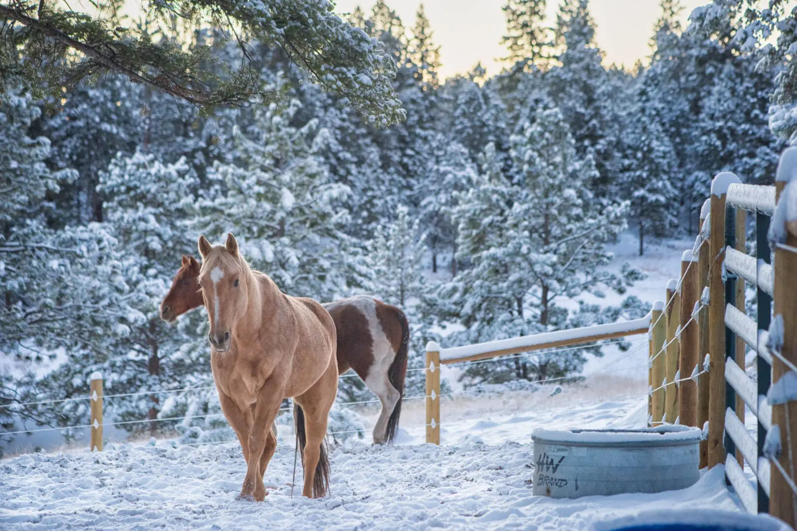 Snowy Trees and Fence PIllars, Horses