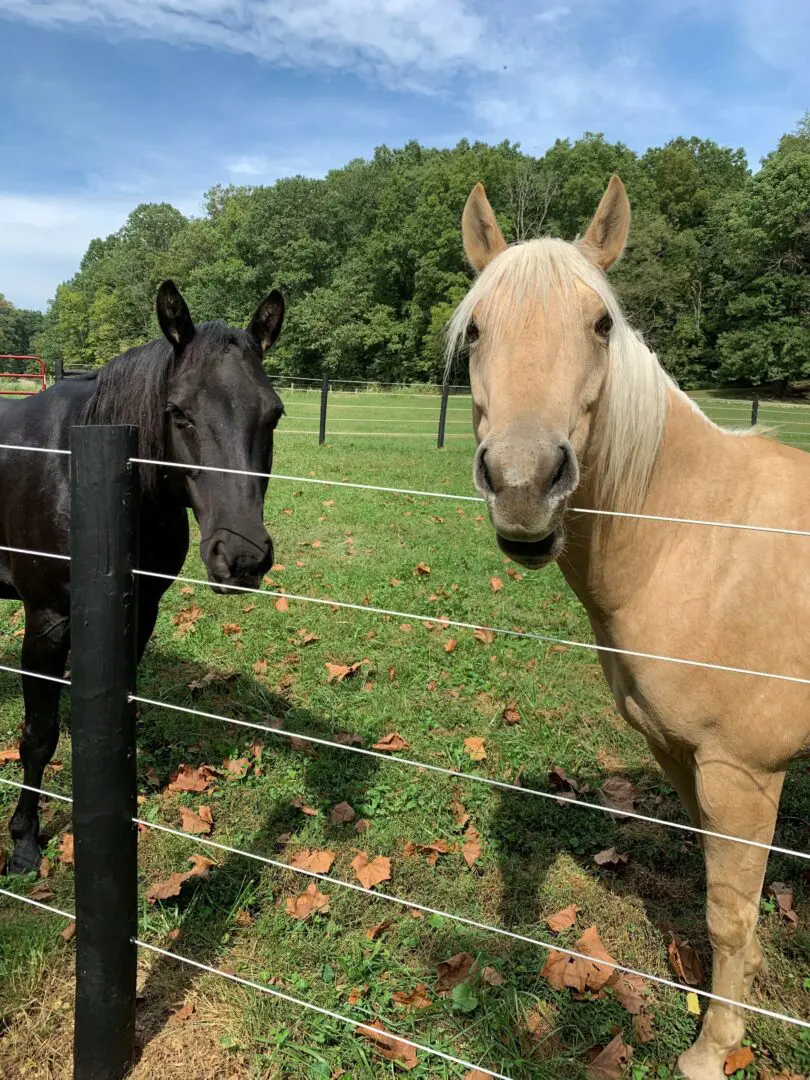 Two Horses Looking Over Fence