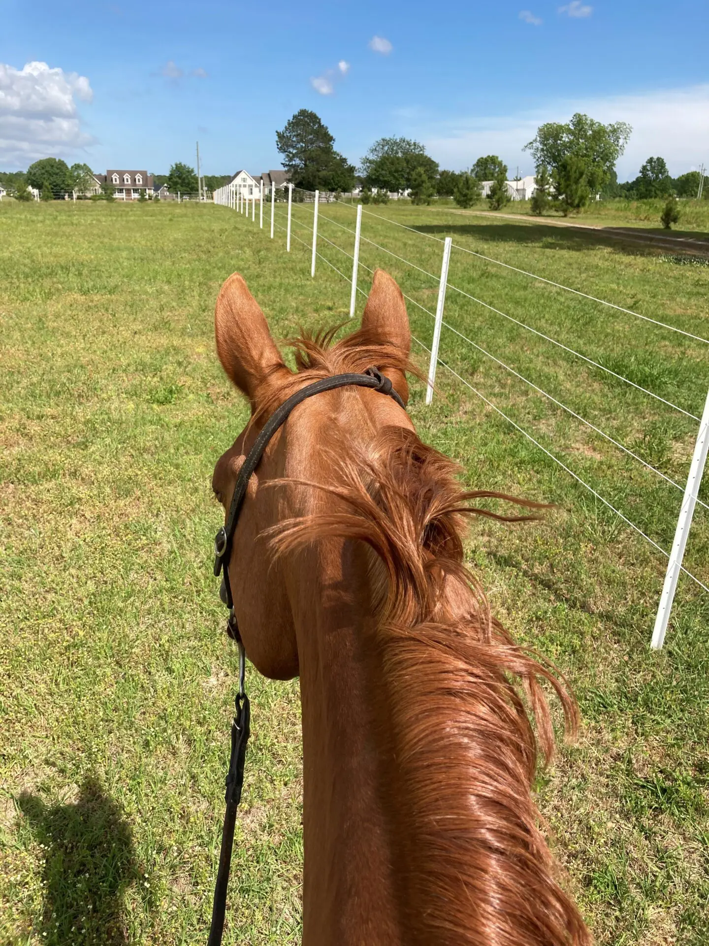 Beautiful Horse with Flying Hair