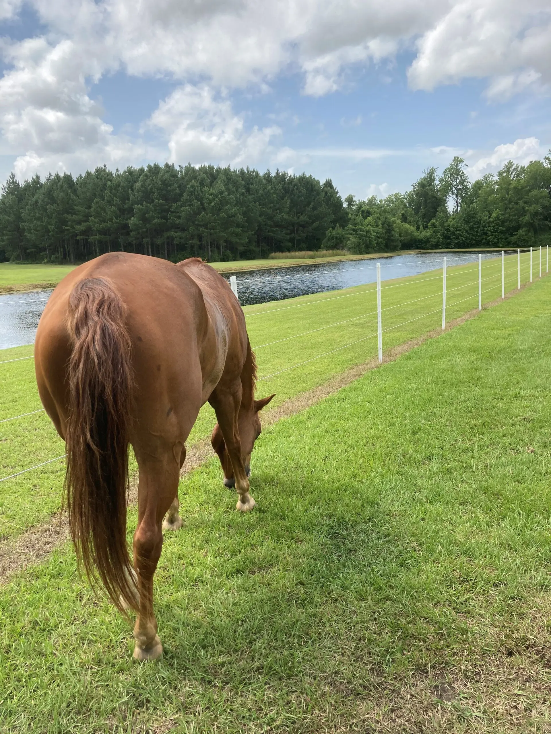 A Young Monocolor Horse Grazing