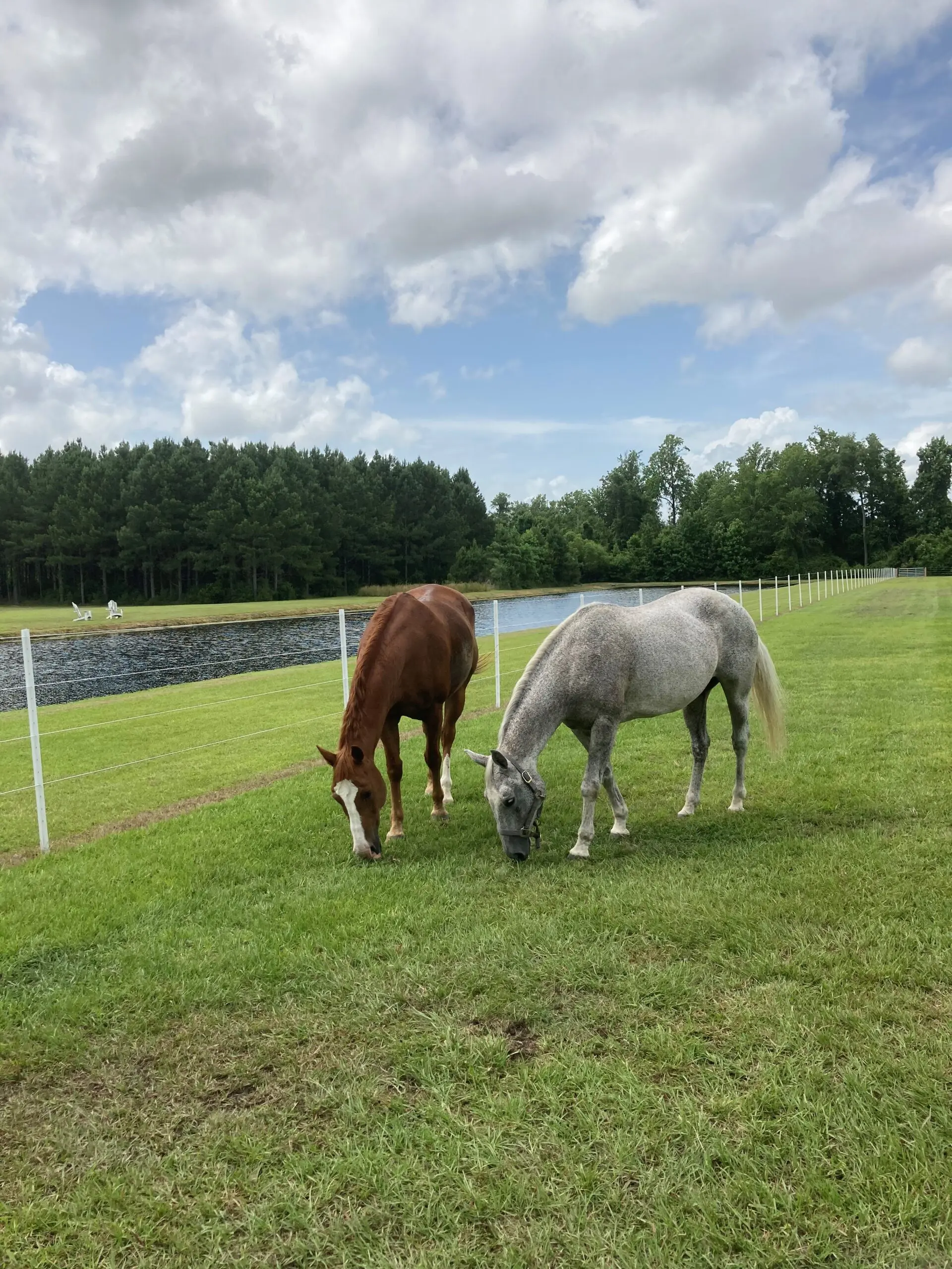 A Waterbody Near Fence, Two horses