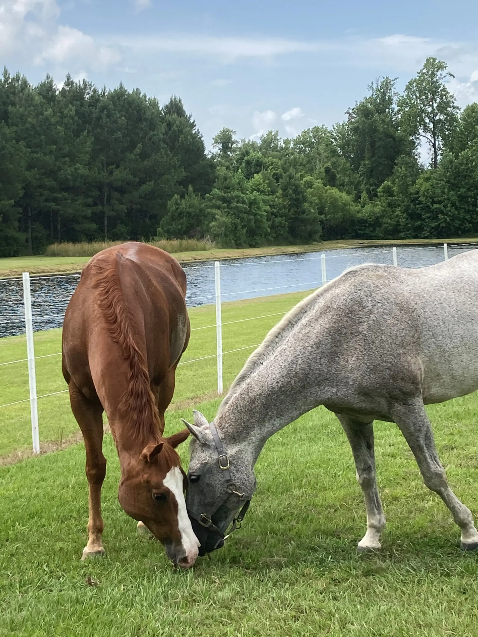 Two Horses Inside Fence, Waterbody Outside