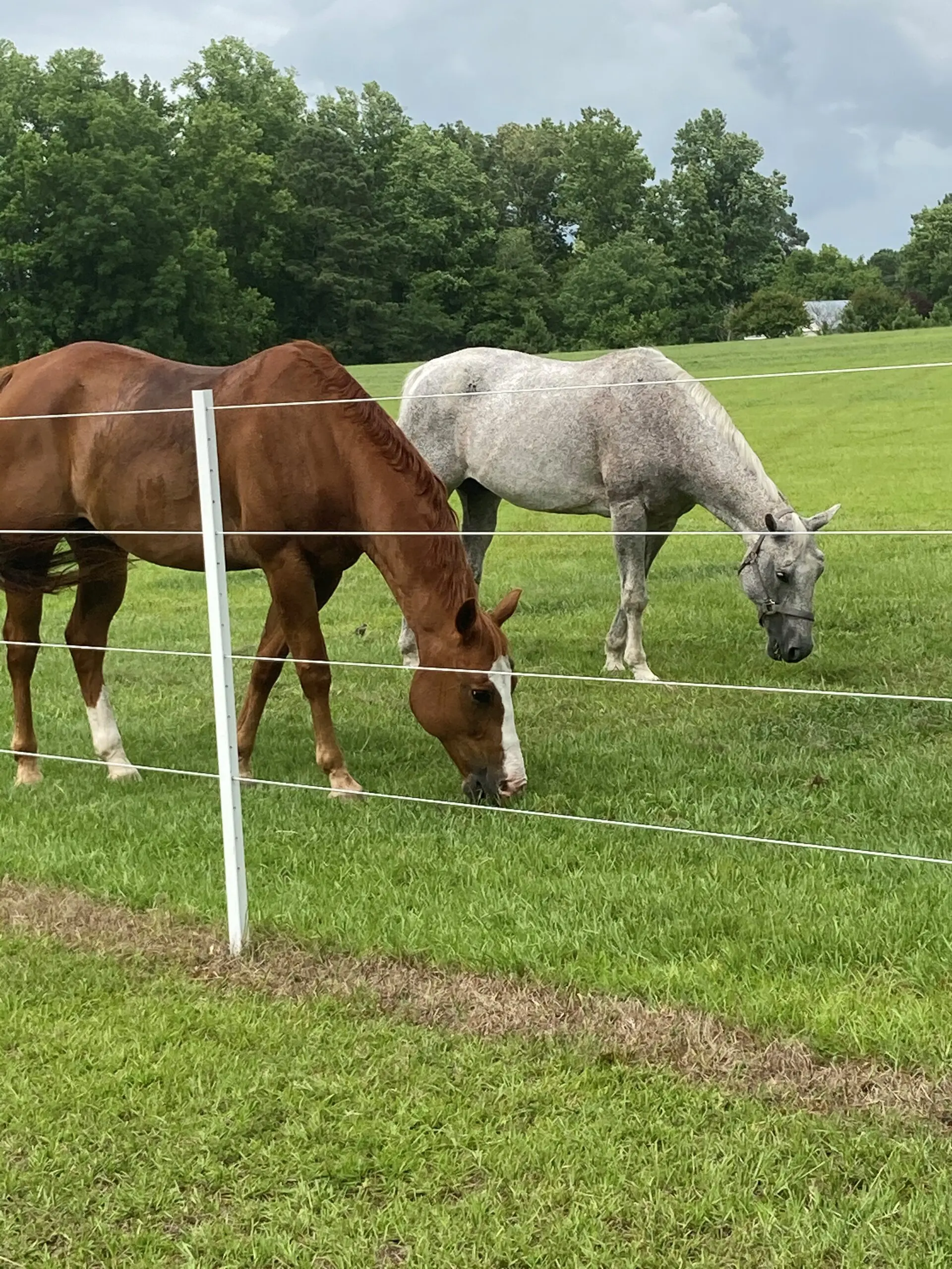 Two Horses Grazing, White Fence