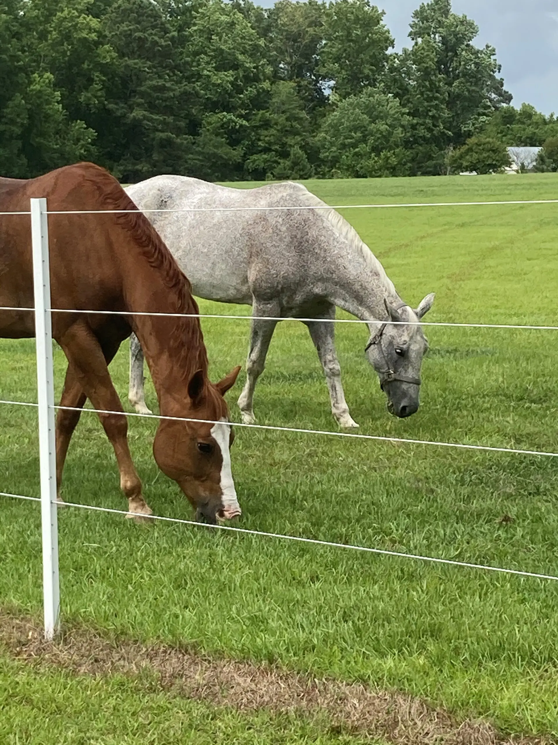 Two Horses Walking and Grazing