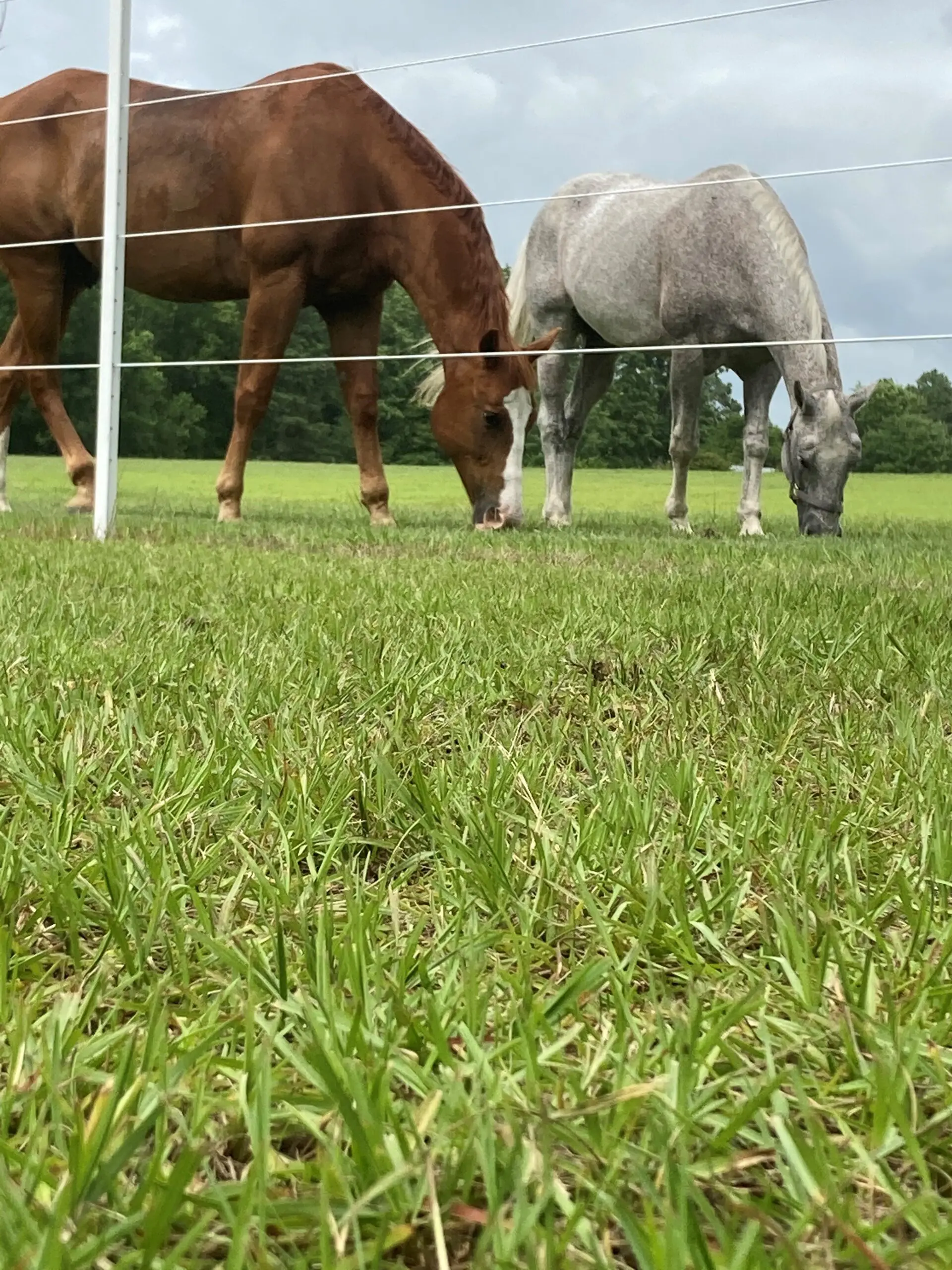 Close up Image of Grasses and Two Horses