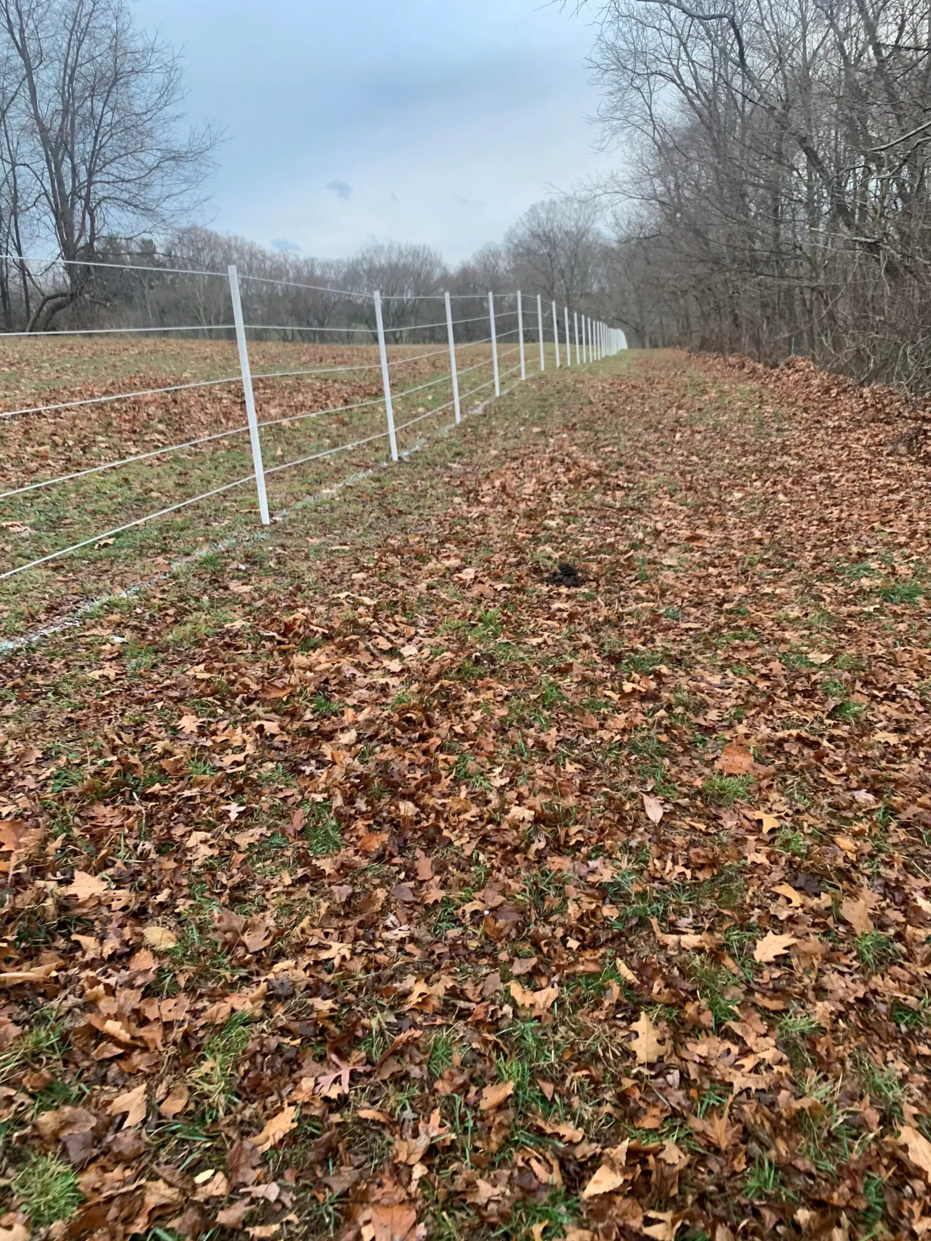 Queue of White Fence Poles, Dried Leaves