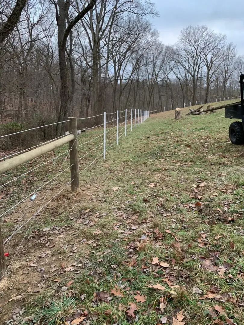 Queue of Trees Outside Fence