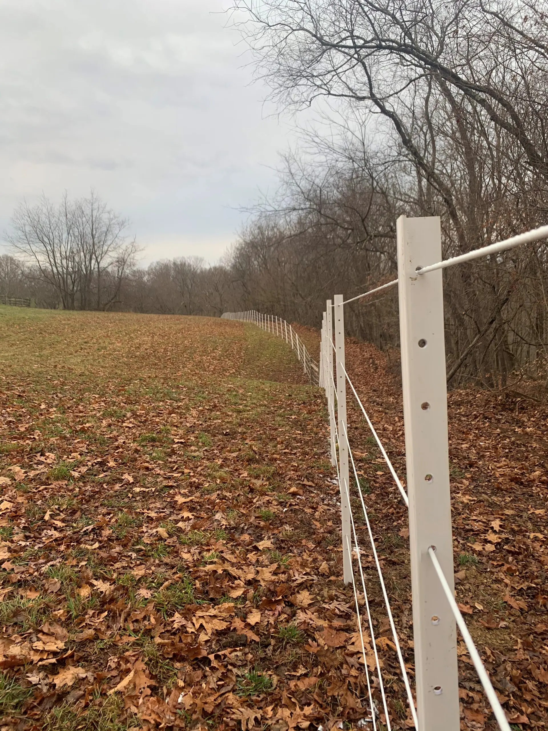 Dried Leaves Fallen Inside Fence, Queue of Trees