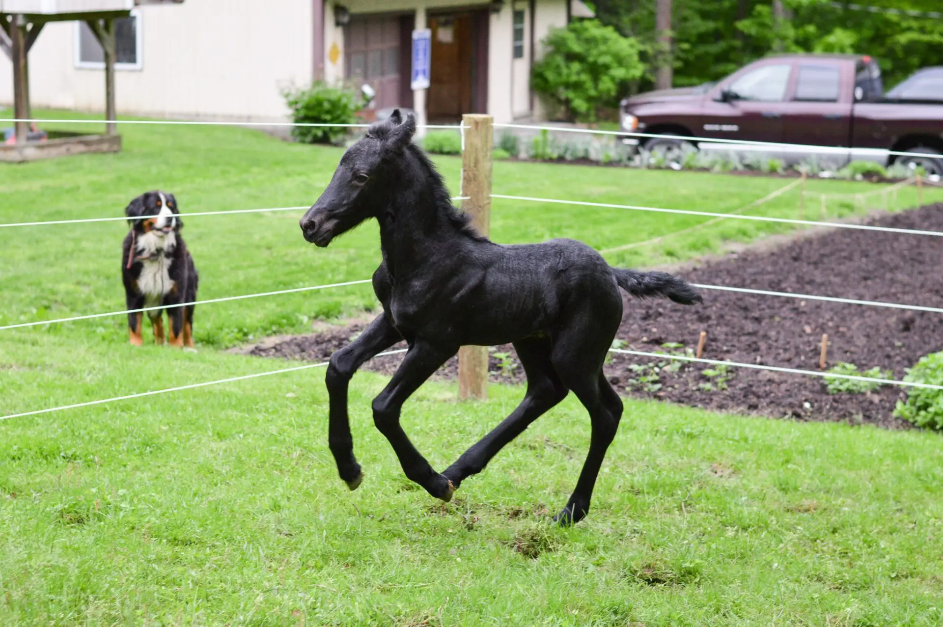 Black Pony Under Fence and Dog Outside