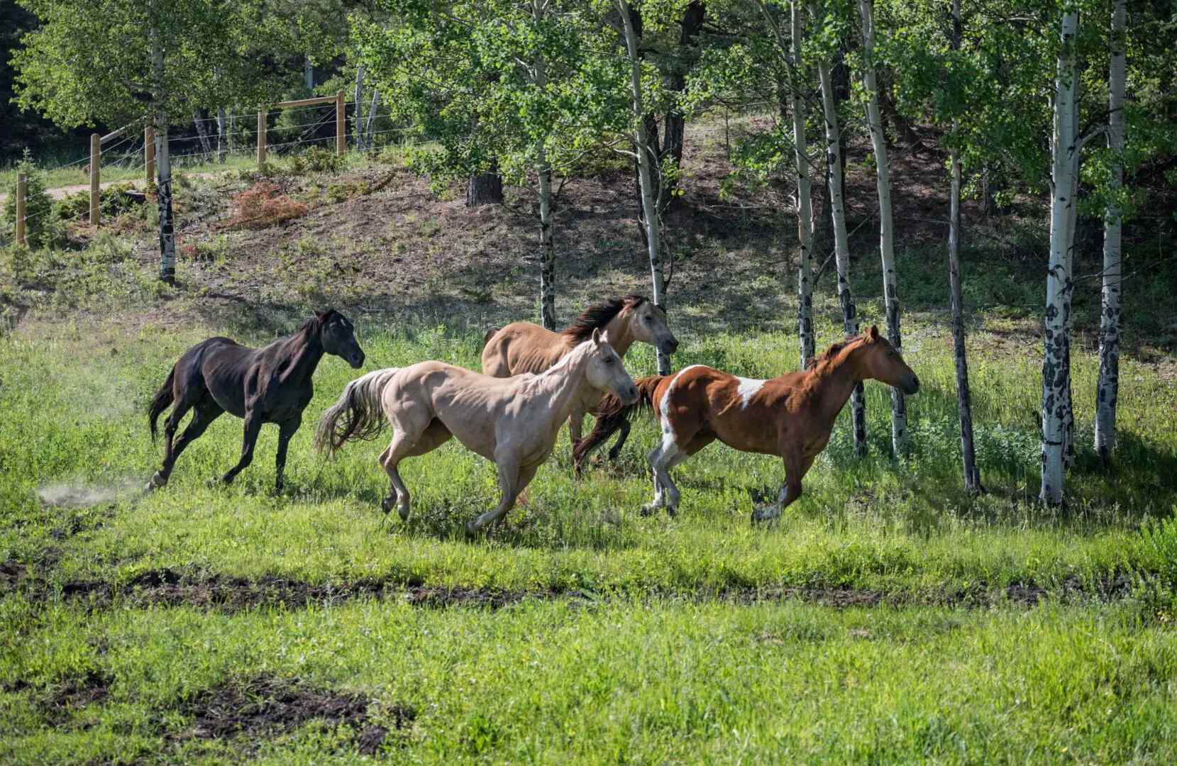 Four Horses Running, Trees