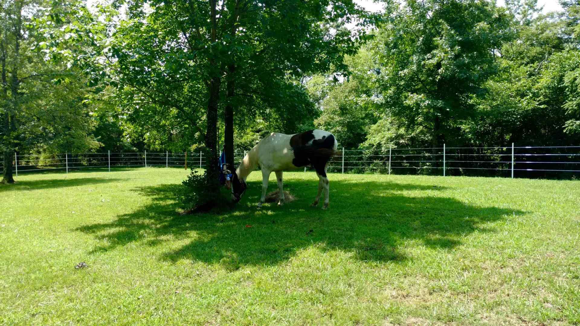 A Dual Colored Horse Under Tree, Sunshine